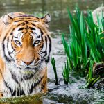 Bengal Tiger Bandhavgarh