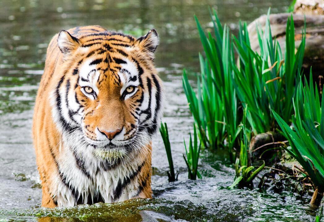 Bengal Tiger Bandhavgarh