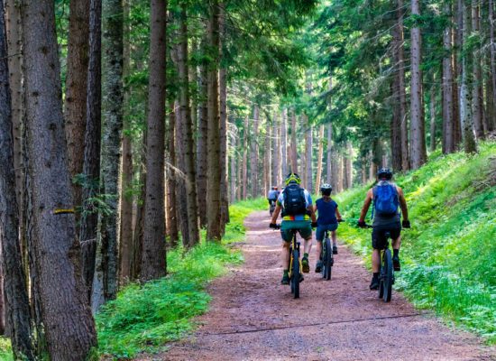 Mountain and Forest Biking Tours