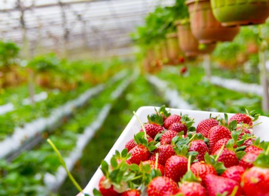 Strawberry Picking